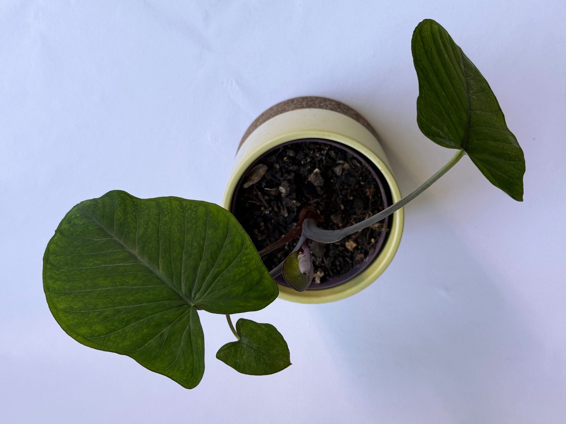 Pflanzen & Samen: COLOCASIA***ESCULENTA***** – Neu (gemäss Beschreibung) aus Dübendorf von Orchid18 3