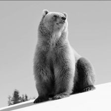 Profile image of bergbear