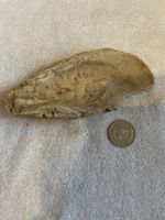 Fossilien-Fundstück: Beeindruckende Austernschale aus der Sc