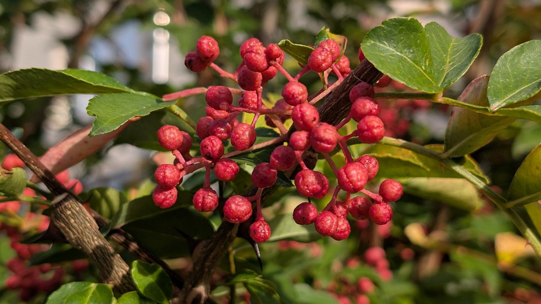 Piante & sementi: Szechuan-Peffer-Baum (Zanthoxylum piperitum) – Usato da Zürich venduto da tekrumba 3