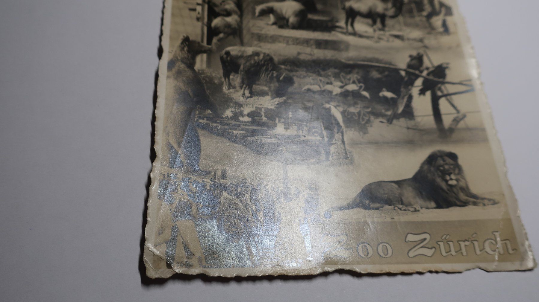 Cartoline postali: Zoo Zürich  1930 – Usato da Cormoret venduto da Pascalll2001 4