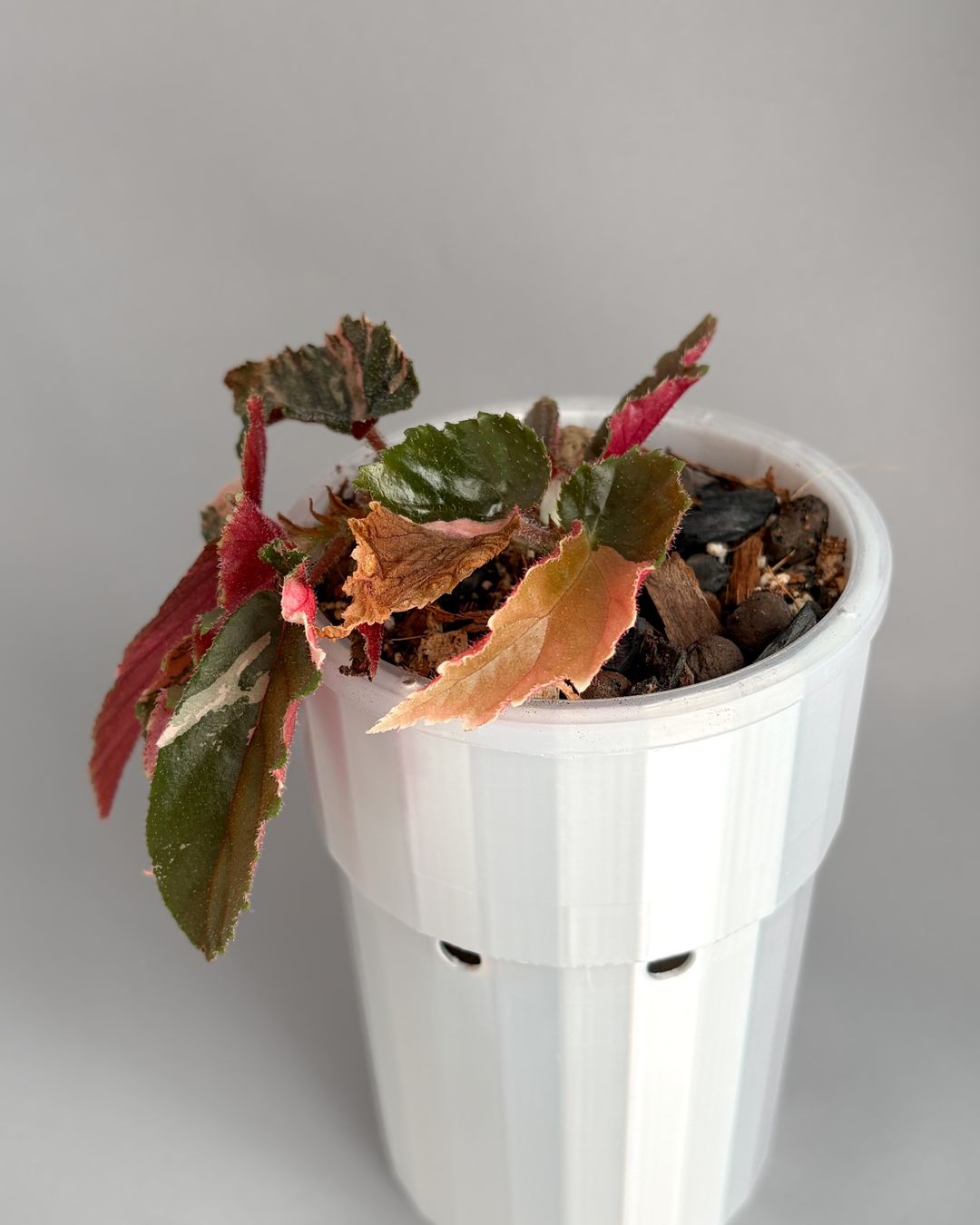 Pflanzen & Samen: Begonia Ginny Galaxy Variegata – Neu (gemäss Beschreibung) aus Seuzach von ani_ma 1
