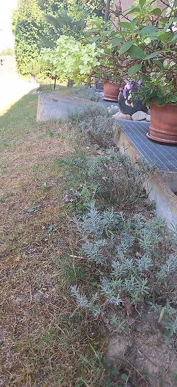 Vasi per fiori: Lavendel – Usato da Madiswil venduto da Oleander2 1