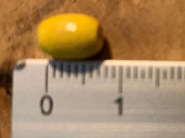 Perle (finte): Bunte Bastelperlen / Holzperlen Ovale Form 100 Stück – Nuovo e nell'imballaggio originale da Geneve venduto da vane267 1