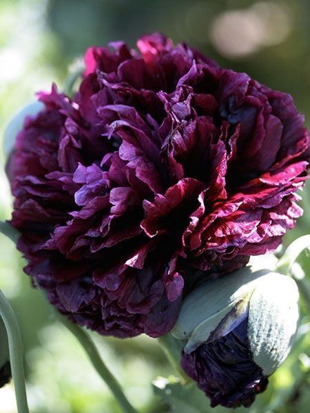 Piante & sementi: 500 Samen Mohn BLACK PEONY – Usato da Ehrendingen venduto da VerveinaSamen 2
