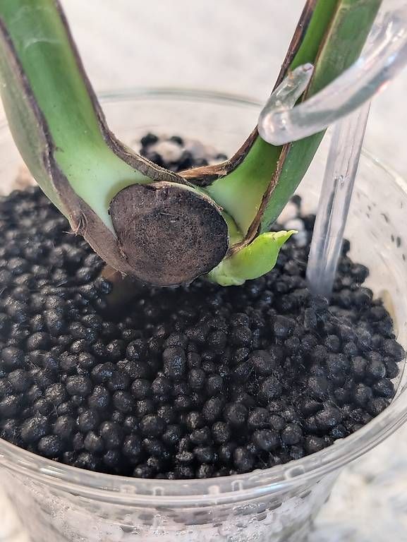 Piante & sementi: Monstera Deliciosa Unniiae – Nuovo (secondo la descrizione) da Faulensee venduto da plantmama 3
