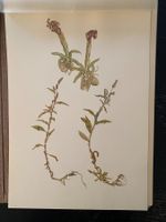 HANS WEIDITZ – PFLANZENAQUARELLE