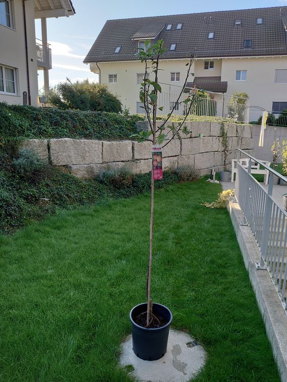 Hochstamm Apfelbaum Topaz Kaufen auf Ricardo