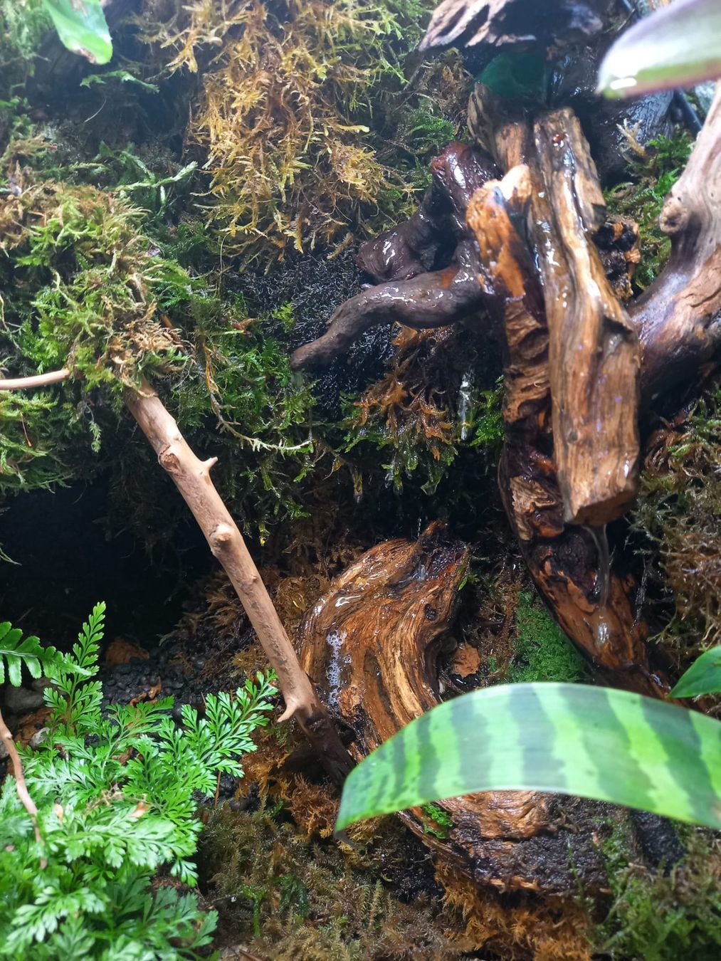 Terrario: Terrarium 40x50x60 Regenwald - NEU – Nuovo (secondo la descrizione) da Kleinlützel venduto da aller-l-ei 3