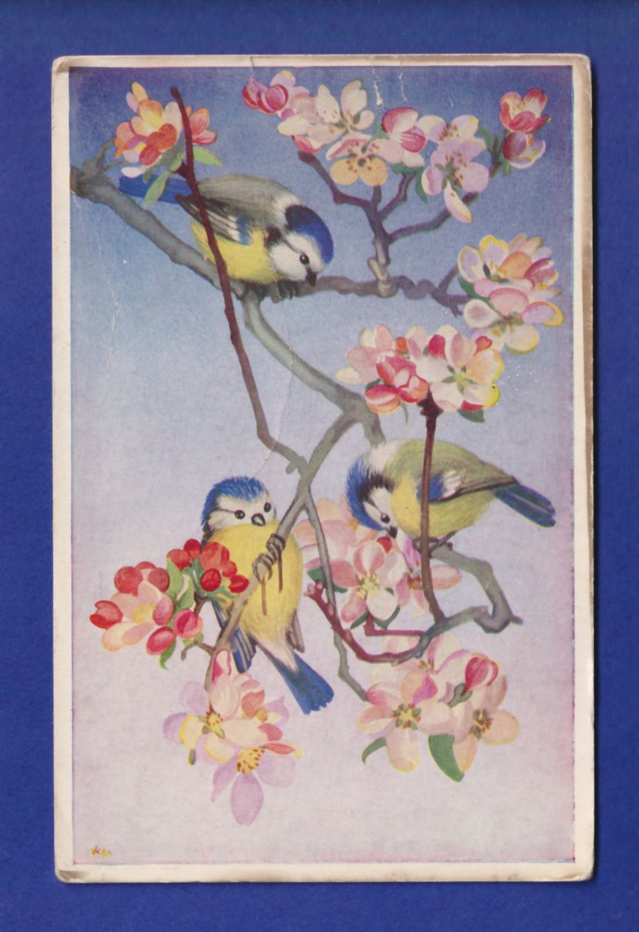 Cartes postales: OISEAU - Mésanges // pli // – D'occasion à Pully par nicecards-shop