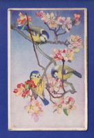 OISEAU - Mésanges // pli //