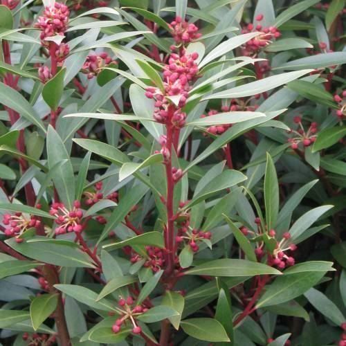 Piante & sementi: Poivrier de Tasmanie   4 PLANTS – Nuovo (secondo la descrizione) da Bremblens venduto da FIBONACCI369