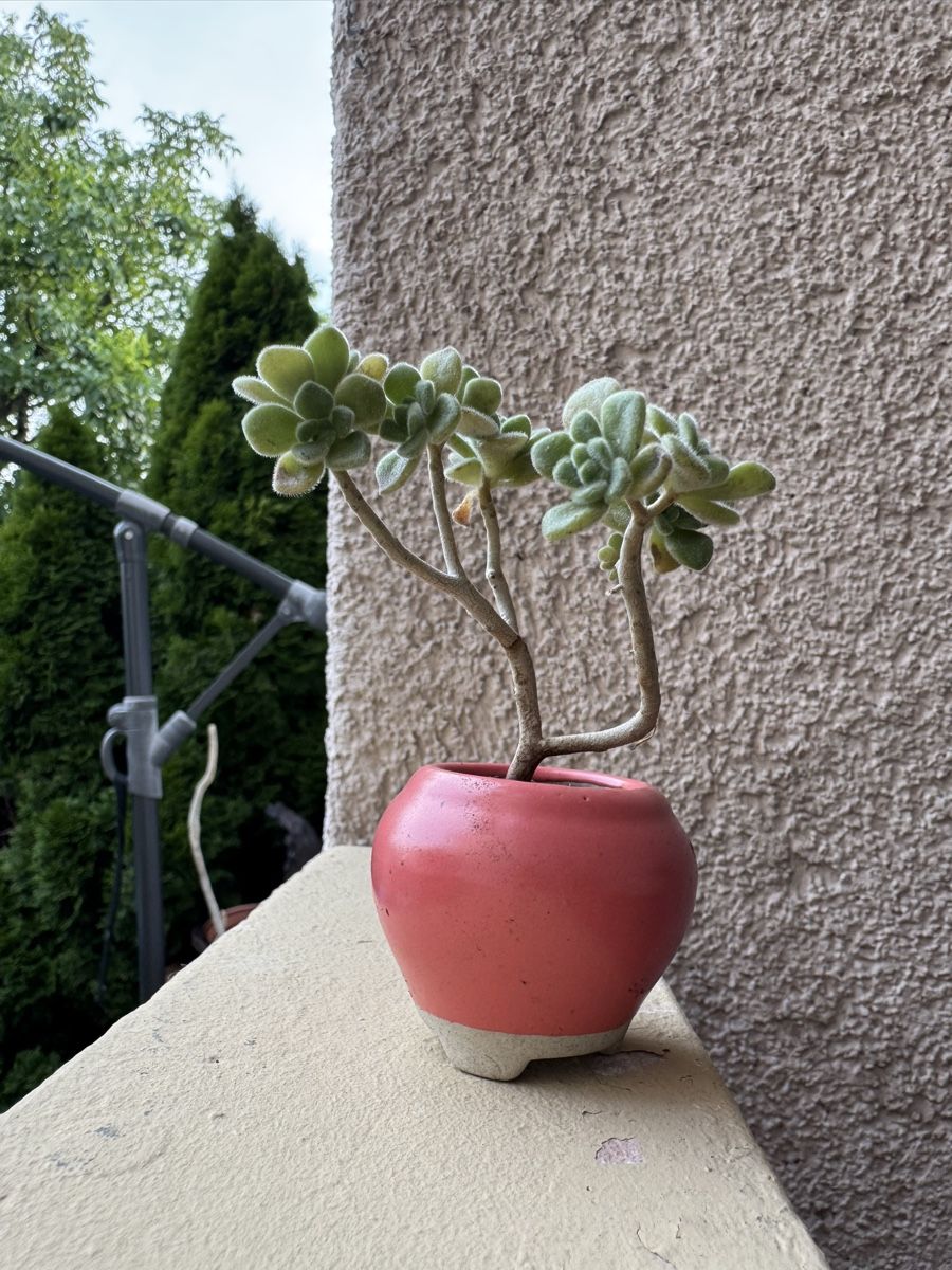 Plantes & graines: Micro Sukkulenten Bonsai – D'occasion à Rümlang par Gruseh.ch 5