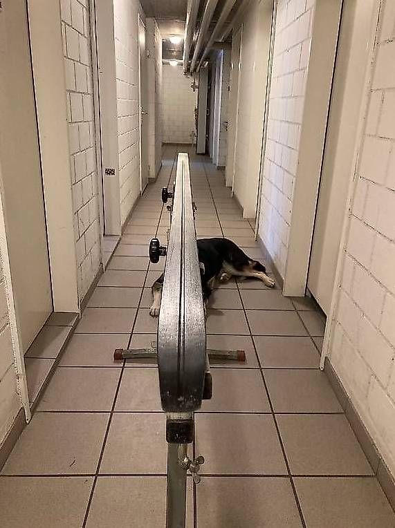 Sci: Fischer RCS Skatecut Plus Air Core 192 cm - Skating – Usato da Langnau am Albis venduto da DomDom1972 1