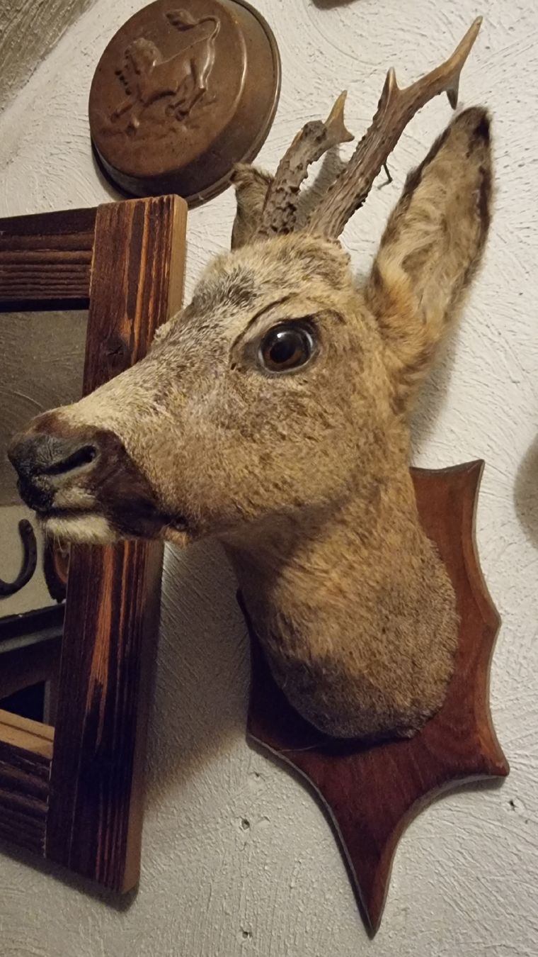 Il mondo degli animali: Reh – Usato da Sils im Domleschg venduto da platin01 3