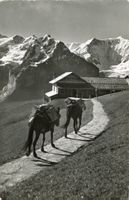 Grindelwald  BE - FIRST - FAULHORN Maultiertransport um 1958