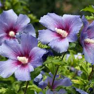 Profile image of Hibiskus78