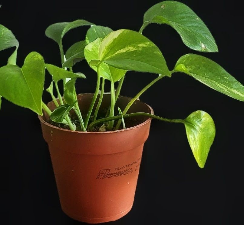 Piante & sementi: Golden Pothos (Epipremnum aureum) SMALL – Usato da Pregassona venduto da maslud 2