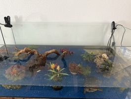 Aquarium, inkl 2 Moschusschildkröten und Futter
