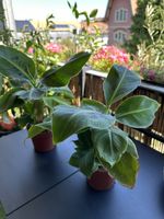 Bananen pflanzen 2 st  klein !