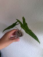 Alocasia Sabrina Narrow - ab CHF 1.-🪴