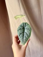 Alocasia Melo