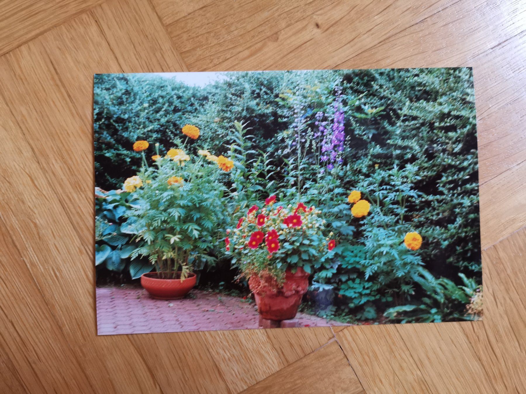 Karten: 21 Foto Karten, Blumen – Neu (gemäss Beschreibung) aus Dornach von Hei50 7