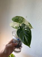 😍 Alocasia Frydek Albo Baby (Nr. 7)