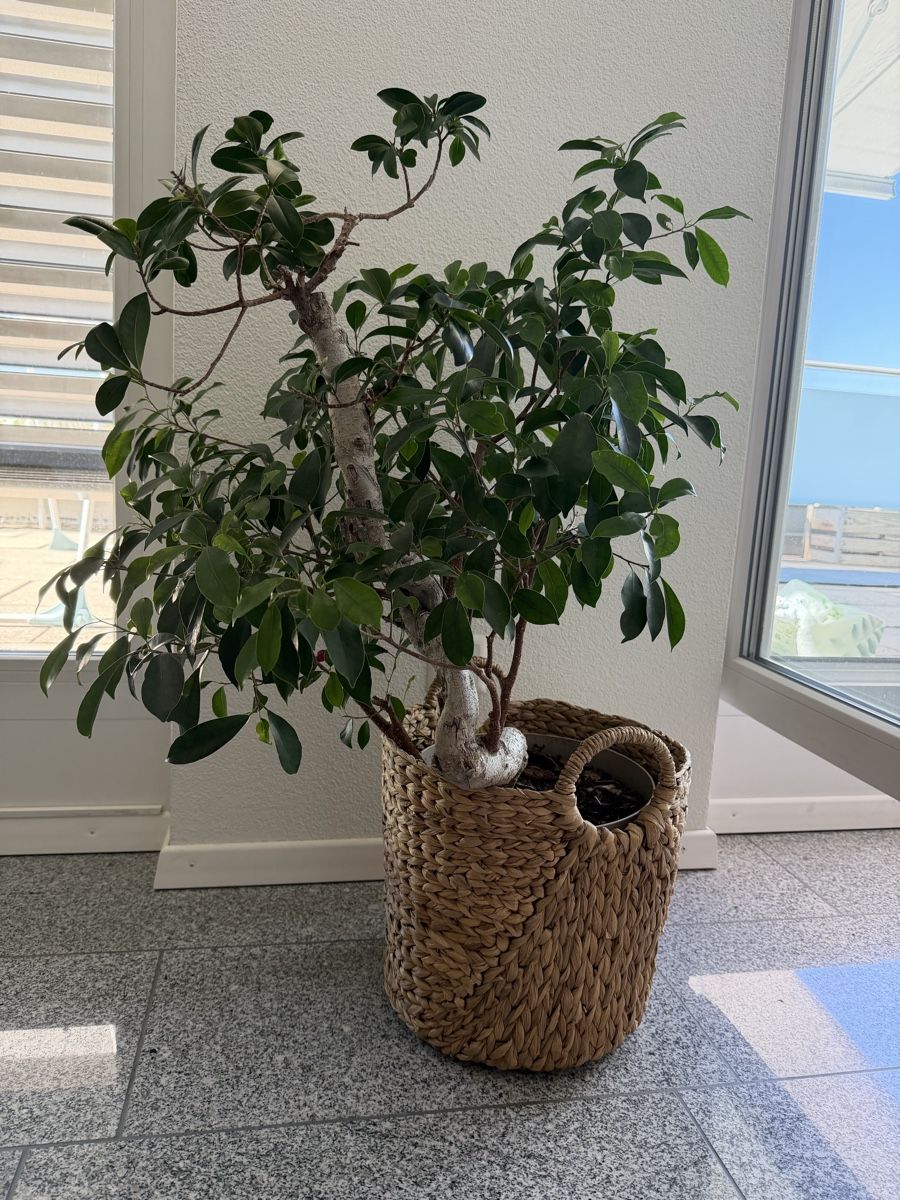 Piante & sementi: Bonsai Ficus 🪴  – Usato da Brunnen venduto da keusch19