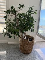 Bonsai Ficus 🪴 