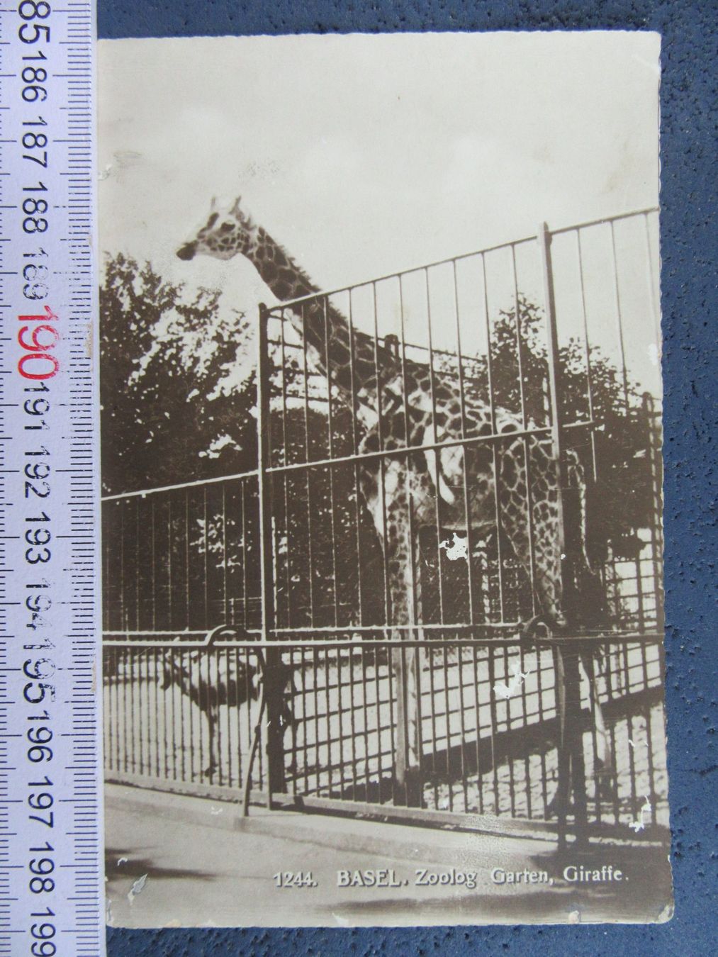 Cartoline postali: BASEL 1925 ZOO GIRAFFE FLECKIG AK-BS – Usato da Ettingen venduto da Hausi4711