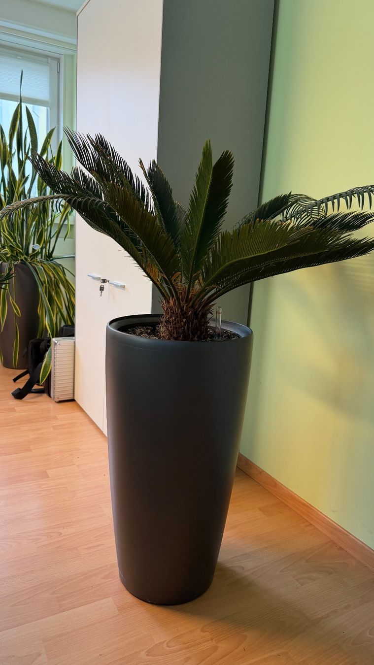 Piante & sementi: Cycas Palmfarn / Hydrokultur – Usato da Stäfa venduto da Sensor8712