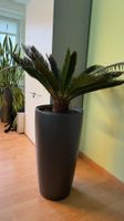 Cycas Palmfarn / Hydrokultur