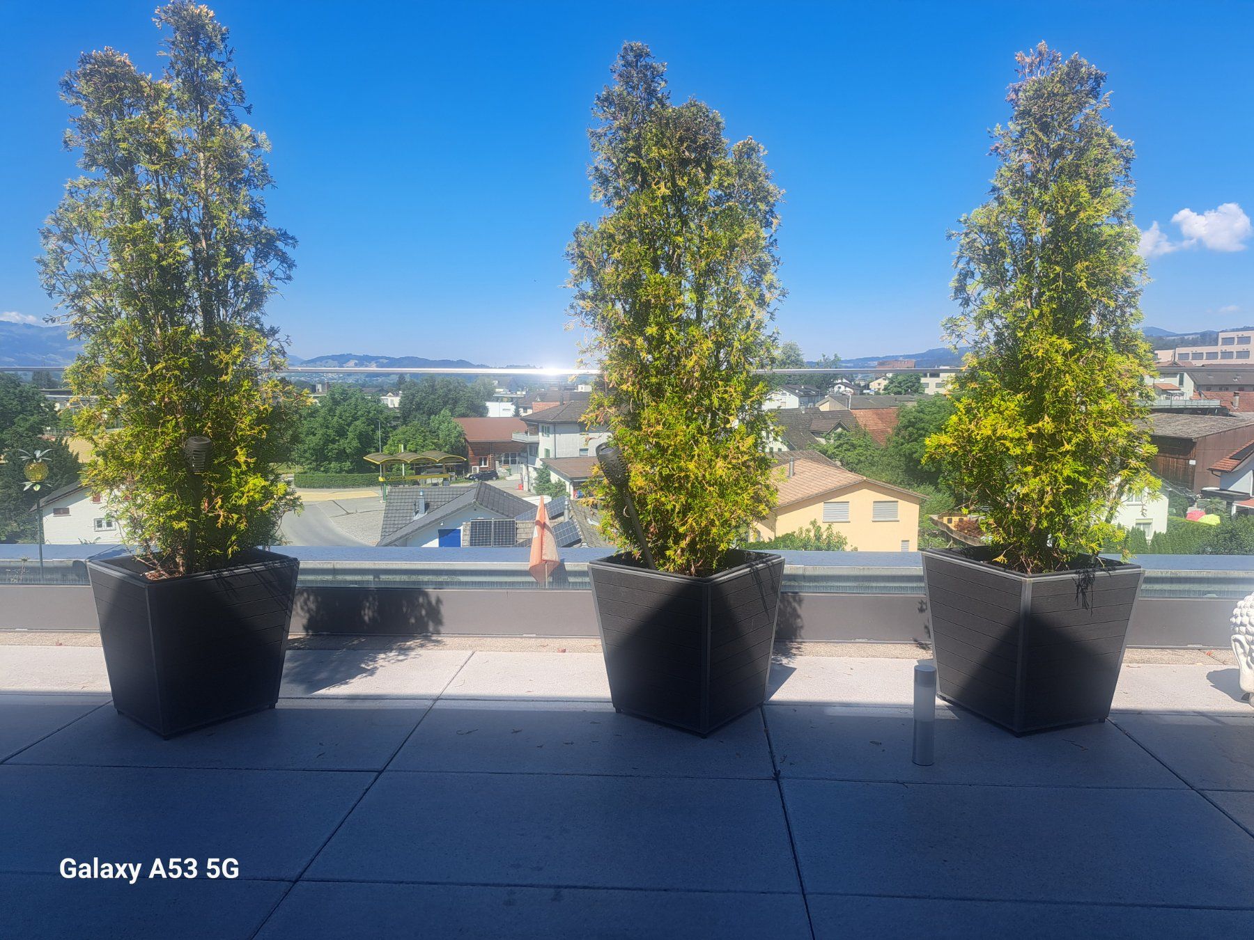 Pflanzen & Samen: 1 Thuja inkl. Übertopf – Gebraucht aus Kaltbrunn von Civi3