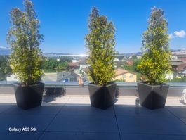 1 Thuja inkl. Übertopf
