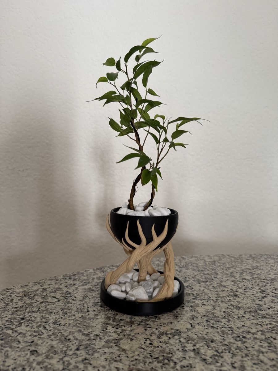 Piante & sementi: Fantasy Ficus Indoor Bonsai – Usato da Rümlang venduto da Gruseh.ch 3