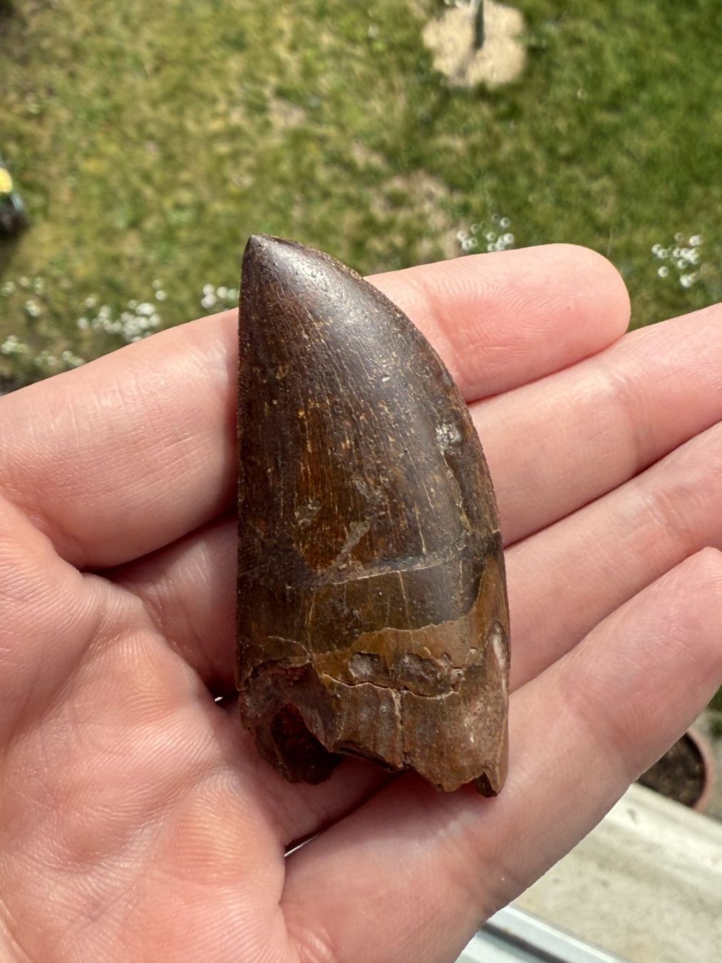 Fossili: Raubsaurierzahn Carcharodontosaurus saharicus – Usato da schüpfen venduto da rica122