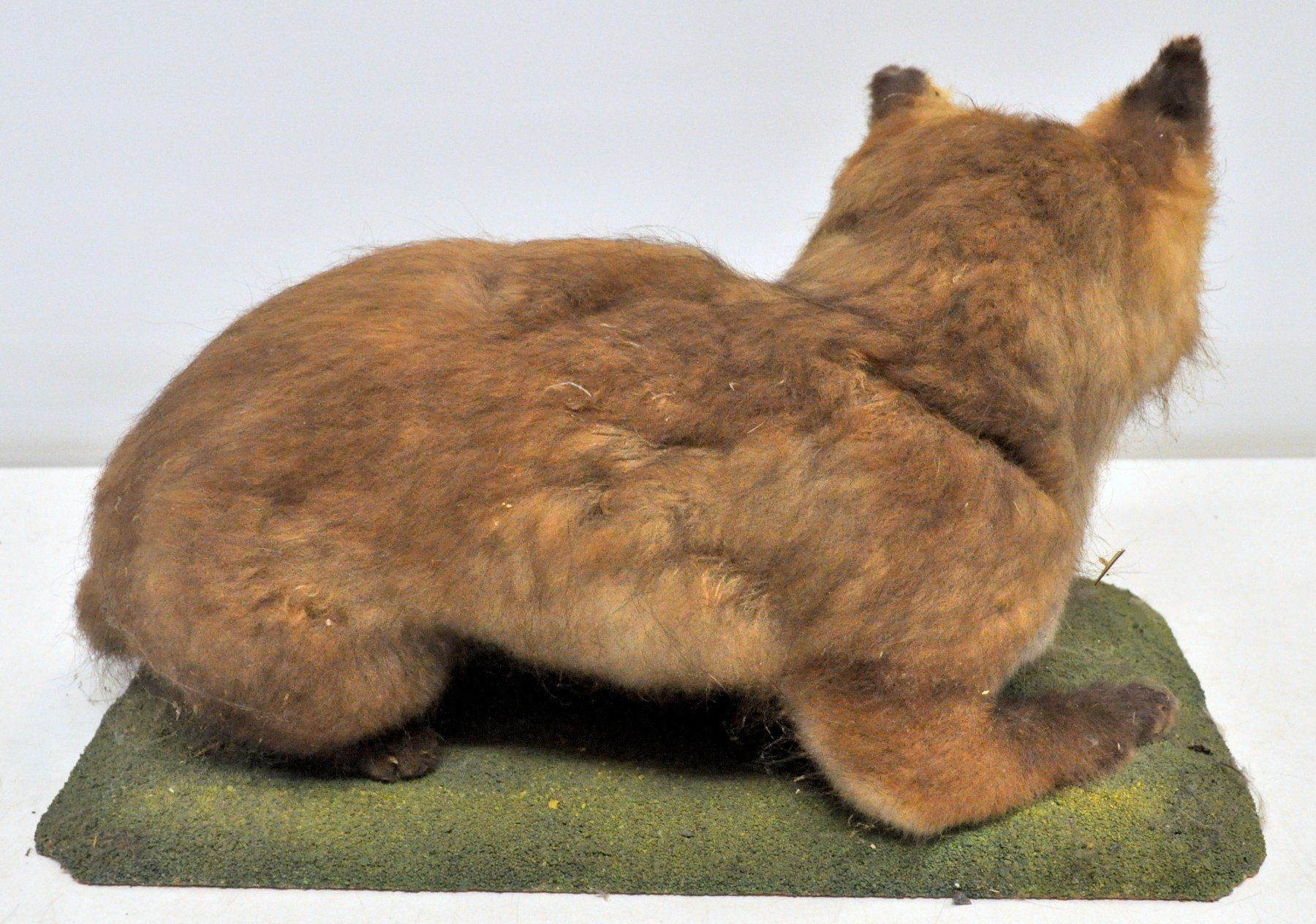 Welt der Tiere: Renardeau naturalisé – Gebraucht aus Neuchâtel von Neuchatel 1