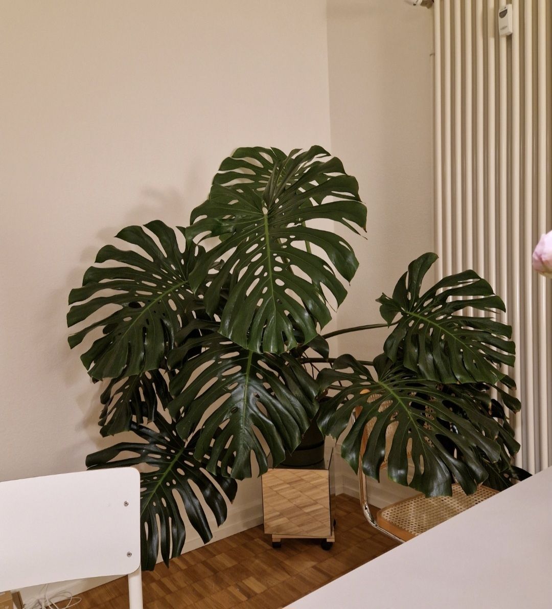 Pflanzen & Samen: Monstera Deliciosa Pflanze Large Form – Gebraucht aus Basel von Musawida 9