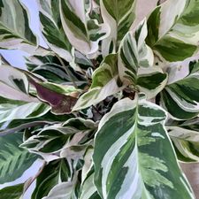 Profile image of Plants_passion_