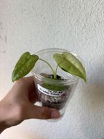😍 Alocasia Frydek Mint Baby (Nr. 4)