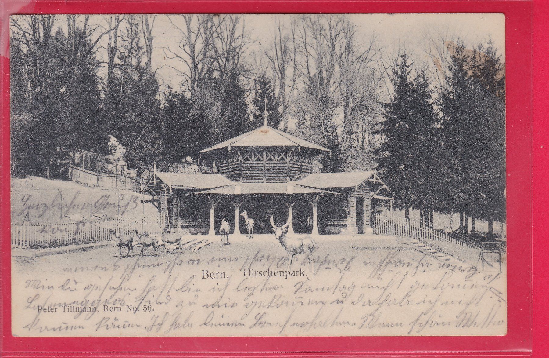 Ansichtskarten: BERN, HIRSCHENPARK, 23.3.1904 – Gebraucht aus Oberrieden von Gebirgsstelze