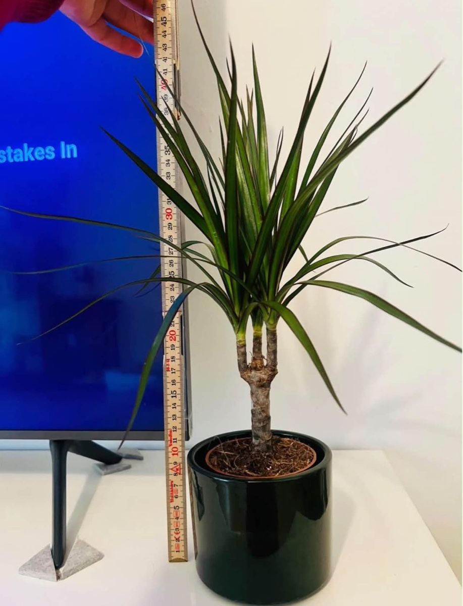 Pflanzen & Samen: Dracaena Marginata Pflanz mit Topf  – Gebraucht aus Gerlafingen von naj_vj8s 1
