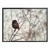 Poster Eulenaugen - 100x80cm (neu, UVP 57.90 Fr.)