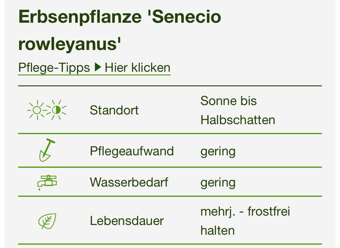 Piante & sementi: Erbsenpflanze ' Senecio Rowleyanus' – Nuovo (secondo la descrizione) da Zürich venduto da echt01 1