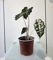 Pflanze Alocasia Polly (Elefantenohr) 33 cm