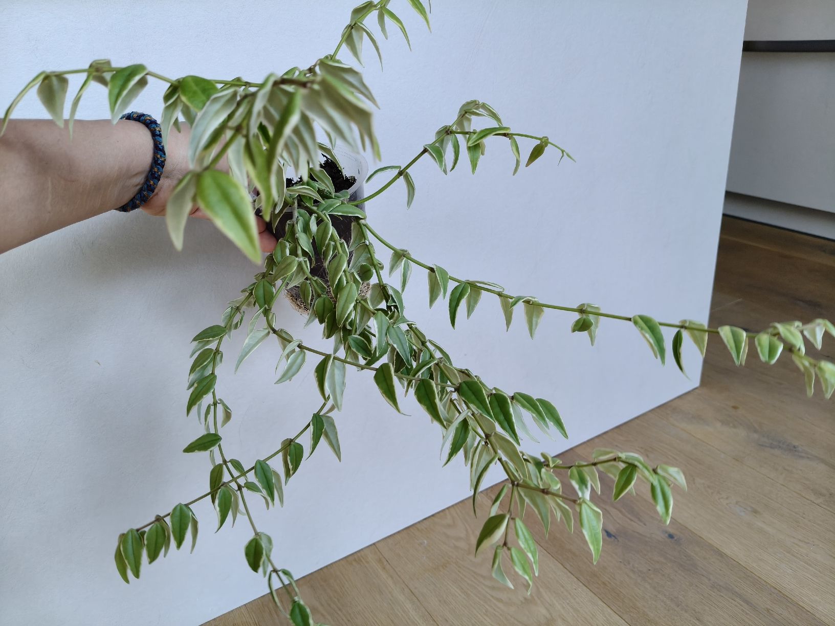 Plantes & graines: Hoya Bella Variegata – D'occasion à Chamoson par Yuriyaa 1