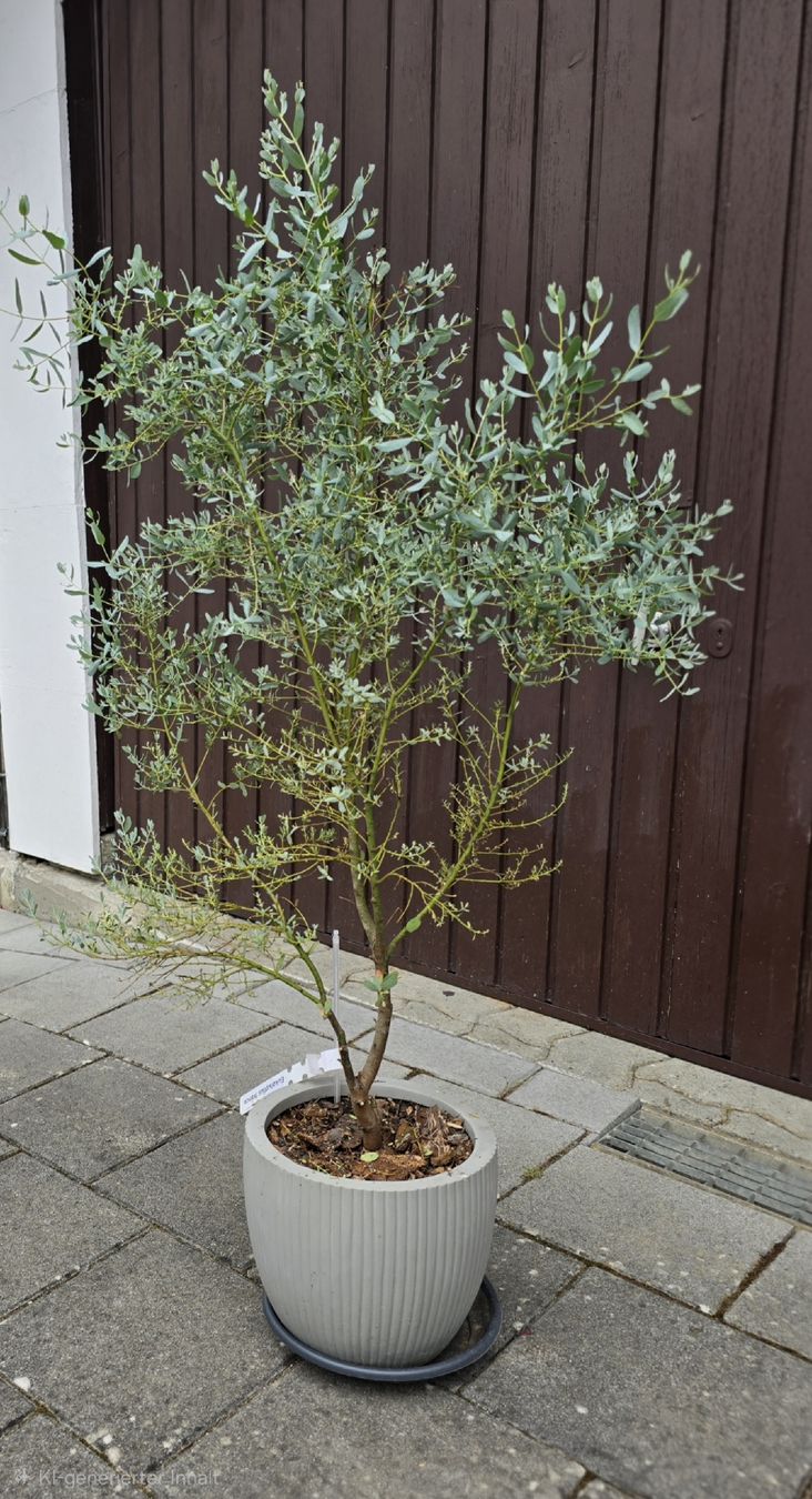 Piante & sementi:  Eukalyptus 'France blue ' – Usato da Aarburg venduto da popkorn65 4