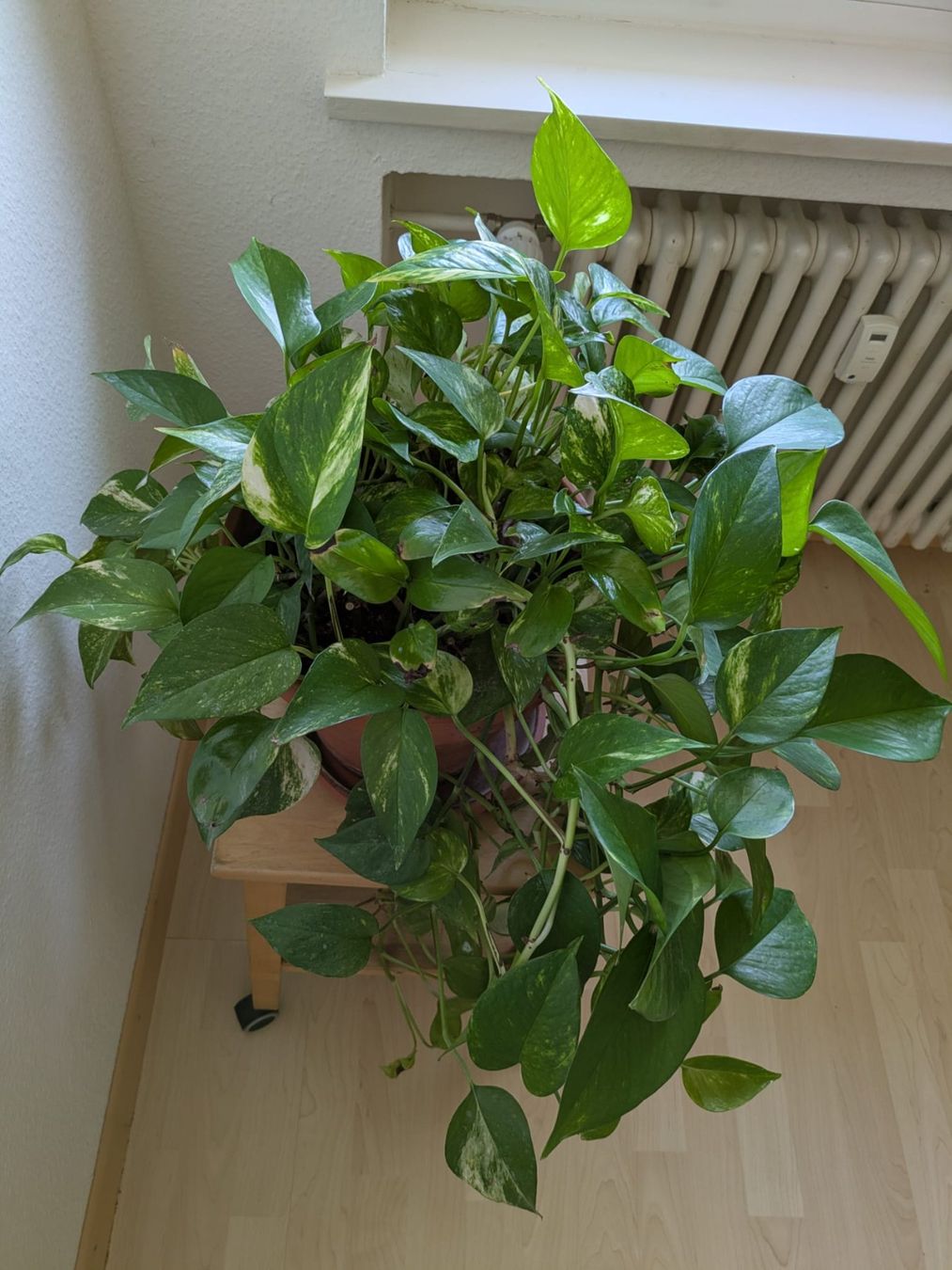 Plantes & graines: Pflanze Efeutute unkompliziert – D'occasion à Kreuzlingen par Alvier202376 1