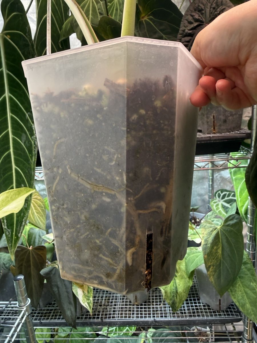 Piante & sementi: Monstera Albo large form | headcutting – Usato da Morlon venduto da lucius.greenery 7